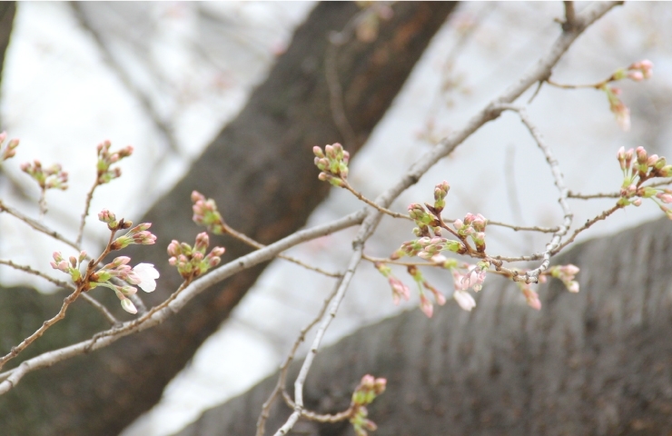 3月25日の福島区の桜の開花状況 福島区の公園 桜特集 まいぷれ 大阪市福島区