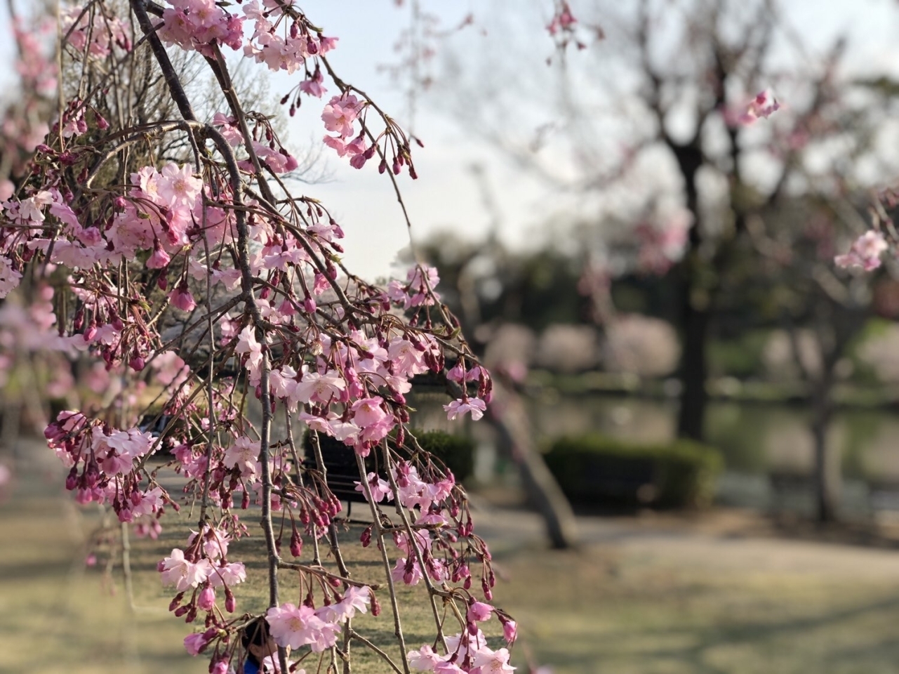 春だ サクラだ 親子でお花見ピクニック 上尾丸山公園 まいぷれ編集部が行く まいぷれ 上尾 桶川