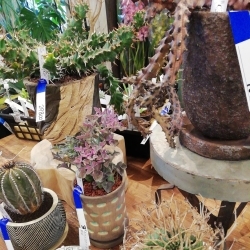 店長が選び抜いた レア多肉植物1点物入荷 Lapガーデン 花と緑 おいしいお米の専門店 のニュース まいぷれ 豊明 東郷 日進 長久手 店長が選び抜いた レア多肉植物1点物入荷 Lapガーデン 花と緑 おいしいお米の専門店 のニュース まいぷれ 豊明 東郷 日進 長久手