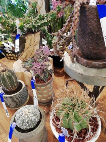 店長が選び抜いた レア多肉植物1点物入荷 Lapガーデン 花と緑 おいしいお米の専門店 のニュース まいぷれ 豊明 東郷 日進 長久手 店長が選び抜いた レア多肉植物1点物入荷 Lapガーデン 花と緑 おいしいお米の専門店 のニュース まいぷれ 豊明 東郷 日進 長久手