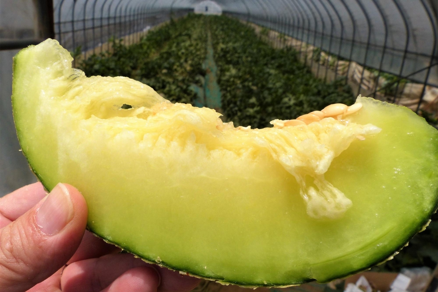 有 ライフステージ フォレストパーク メロンの森 春と秋のメロン狩り 常陸牛bbq ふるさと納税で日本を元気に 鉾田市 まいぷれ 鉾田市 有 ライフステージ フォレストパーク メロンの森 春と秋のメロン狩り 常陸牛bbq ふるさと納税で日本を元気に 鉾田市 まいぷれ 鉾田市