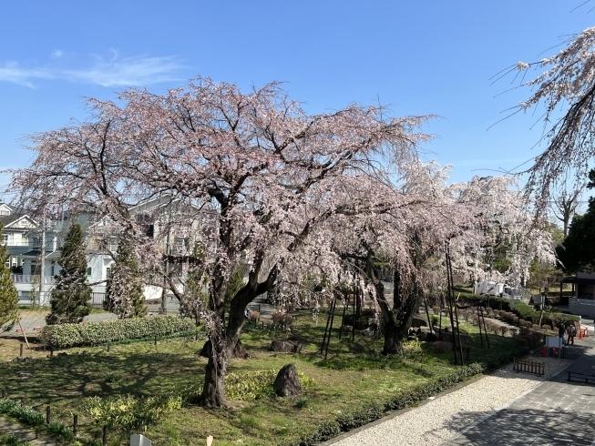 2023年　山門からのしだれ桜「東郷寺しだれ桜　2024年の開花情報」