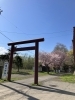「桜が見頃です  【石狩のパン屋 こむぎっこ】」