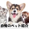 癒したい！　癒されたい！　～我が家のペット紹介します～