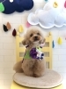 「里親募集です♡」