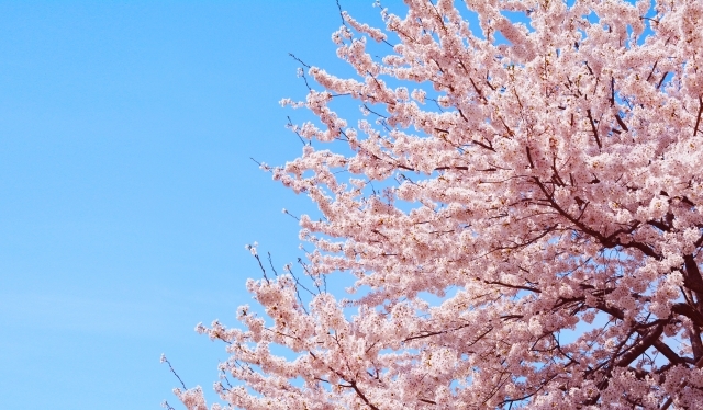 北区浮間の桜特集 北区の桜 お花見スポット まいぷれ 北区 北区浮間の桜特集 北区の桜 お花見スポット まいぷれ 北区
