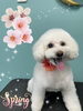 「可愛い子ちゃん♡ Dog salon mofu mofu 余市町」
