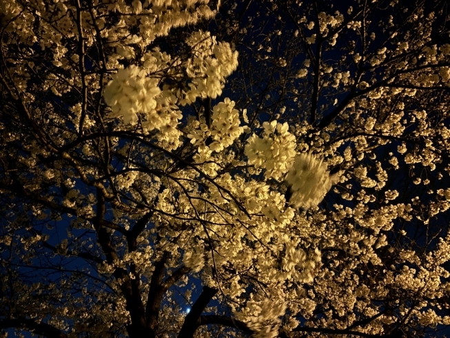 「会社の近所の桜が満開でした♪」