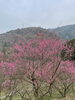 梅の木が立ち並んでいます！「【西条市:福武】西条市民の森　2021年2月13日(土)の梅林園の様子」