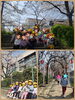 桜の木の下で♫「探検ヘレッツゴー！」