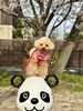 はぴちゃん🐼「ましゅまろ幼稚園🐾」