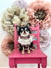 しじみ　Iwanari の娘んちの子「L’arrivée de l’automne　スタッフわんこたち」