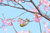 頑張って撮ってみたメジロ「春🌸はもうすぐ❓　🌼春を感じにお出かけしよう🎵」