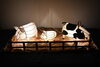 ブタやウシの灯り「癒しのあかり展」