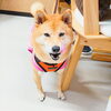 「今日のお友達」
