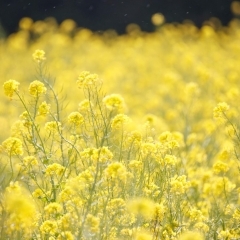 #1春風に揺れる黄色の絨毯（菜の花）