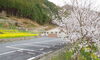 桜と菜の花「花見をしました。」