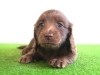 「🌟ミニチュアダックス子犬情報🌟」