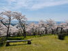 「平泉の西行桜の森へ。お弁当持って行ってきたよ！」
