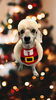 「Dog salon mofu mofu　余市町」