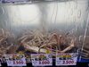 活きの良い松葉ガニが泳ぐ水槽「職人の目利きが光る冬の味覚！松葉ガニの「活」と「釜茹で」全国発送を承ります。」