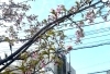 「今日は寒いですが、春はそこまで…」