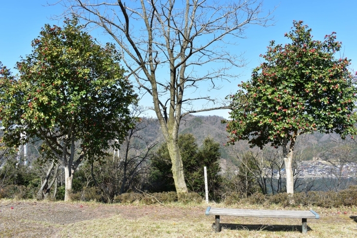 寒椿「記念館の八重桜は 例年4月中旬から下旬に見頃を迎えます」
