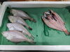 「 📣本日入荷のお魚情報🐟   」