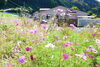 どこかに「蜂」が写っています。どこ？「秋晴れ！秋桜満開！」
