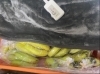 温度管理しながら「本日のお買得はサンふじと和歌山はっさくです🍎🍊」