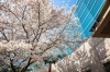 碧南市民図書館の桜