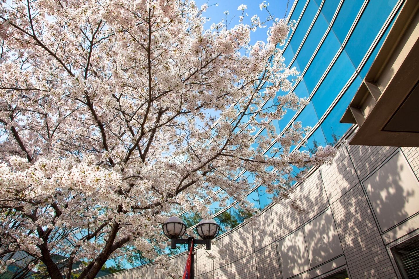 碧南市民図書館の桜