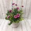 寄せ植え（季節の花苗）「『　定休日のお知らせ　』」