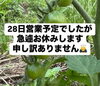 明日5/28はお休みします🙇「畑の豆のブディーノ🫛5月いっぱいの提供となります！　農家イタリアン trattoria＆bar 黒猫🐈‍⬛」