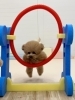 くまくんジャンプ💨「ましゅまろ幼稚園🐾」