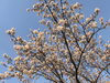 「桜満開です」