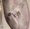 「先週仕入れした食材です！」