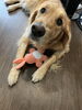 「Danke ドッググッズショップ＆サロン 〖タレント犬クラスのわんちゃん 撮影会📸〗」