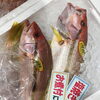 「魚魚い市場鮮魚コーナーは「シマイサキ・カナトフグ」です♪」