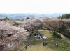 野島公園 金沢区 展望台から見下ろすと桜と海が美しく見える 横浜市磯子区 金沢区でお花見するならココ おすすめの桜スポット まいぷれ 横浜 市磯子区 金沢区