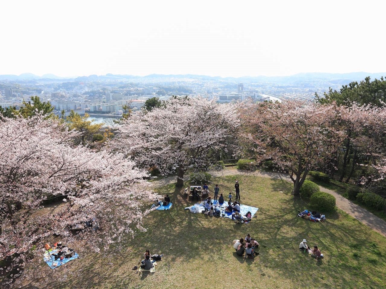 野島公園 金沢区 展望台から見下ろすと桜と海が美しく見える 22年最新 横浜市磯子区 金沢区でお花見するならココ おすすめの桜スポット まいぷれ 横浜市磯子区 金沢区 野島公園 金沢区 展望台から見下ろすと桜と海が美しく見える 22年最新 横浜市磯子区 金沢区でお花見するならココ おすすめの桜スポット まいぷれ 横浜市磯子区 金沢区