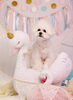 「Anniversary photo　(*´ω｀*)」
