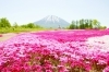 三島さんの芝桜「６月の月替り弁当」