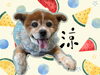 「Dog salon mofu mofu　余市町」