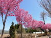 「これから見頃の桜を発見！守門、入広瀬方面はこれから見頃のところもたくさんです。」