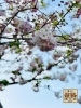 「緑道の八重桜が咲きました」