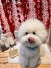 ビションフリーゼ　シャンプー「🐶ポメラニアン、ビション、ボストン、パピヨン、トリミングのお友達❤️」