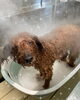 カシミアタッチトリートメント中♡「可愛い子ちゃん♡ Dog salon mofu mofu 余市町」
