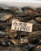 「岩牡蠣販売中です」