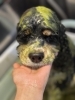 ハーブパック「🌿愛犬肌ケアハーブパック🌿🐶アメリカンコッカースパニエル、トリミングのお友達🌷」